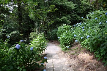 Obraz premium 紫陽花