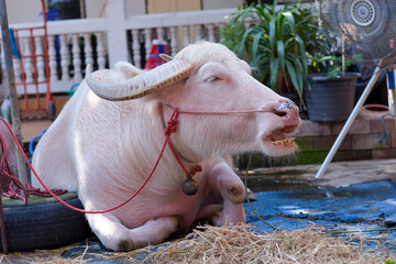 Albino buffalo sleeping on the cement floor.