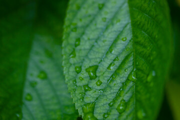 Green leaf and water drops. Abstract texture background.