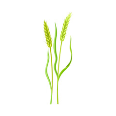 Ear of Wheat or Barley as Grain Crop or Cereal Specie and Cultivated Grass on Stalk with Inflorescences Vector Illustration