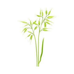 Fototapeta premium Oat as Grain Crop or Cereal Specie and Cultivated Grass on Stalk with Inflorescences Vector Illustration