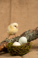 One yellow Sulmtaler easter chick perched on mossy branch looking down on moss nest with two eggs