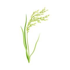 Fototapeta premium Grain Crop or Cereal Specie and Cultivated Grass on Stalk with Inflorescences Vector Illustration