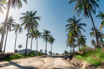 Fototapeta na wymiar palm trees and sun. Blue sky over a dirt road on Racha island in Thailand