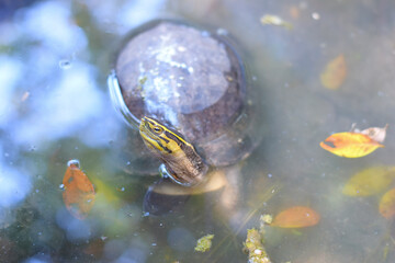 Close up a turtle walking on the ground
