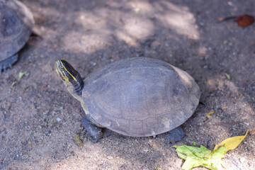 Close up a turtle walking on the ground