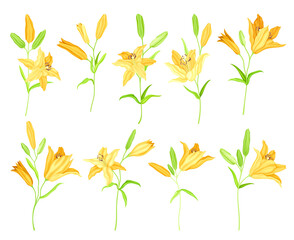 Lily on Stalk as Herbaceous Flowering Plant with Large Prominent Flower with Stamens Vector Set