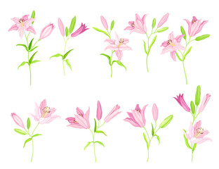 Lily on Stalk as Herbaceous Flowering Plant with Large Prominent Flower with Stamens Vector Set