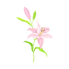 Violet Lily on Stalk as Herbaceous Flowering Plant with Large Prominent Flower with Stamens Vector Illustration