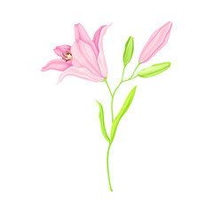 Violet Lily on Stalk as Herbaceous Flowering Plant with Large Prominent Flower with Stamens Vector Illustration