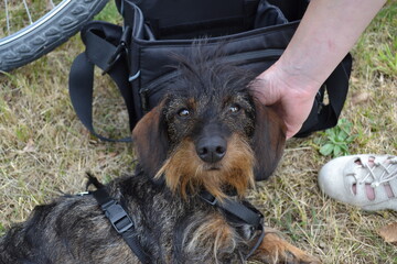 Teckel nain à poil dur, mignon petit chien