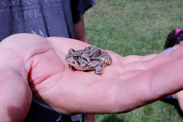 toad, frog, summer, hand, holding, green, sun, outdoors, brown, closeup, Anaxyrus fowleri, Fowler