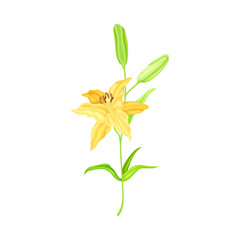 Lily on Stalk as Herbaceous Flowering Plant with Large Prominent Flower with Stamens Vector Illustration