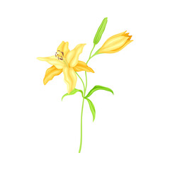 Large Yellow Lily Flower on Green Stalk as Herbaceous Flowering Plant Vector Illustration