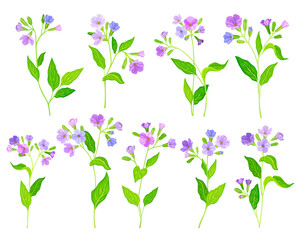 Fototapeta na wymiar Lungwort or Pulmonaria Flowering Plant with Violet Inflorescences Vector Set