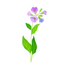 Lungwort or Pulmonaria Flowering Plant with Violet Inflorescences Vector Illustration
