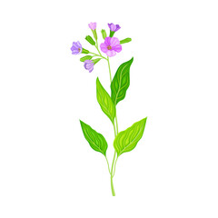 Fototapeta na wymiar Lungwort or Pulmonaria Flowering Plant with Violet Inflorescences Vector Illustration