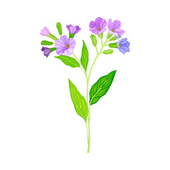 Lungwort or Pulmonaria Flowering Plant with Violet Inflorescences Vector Illustration