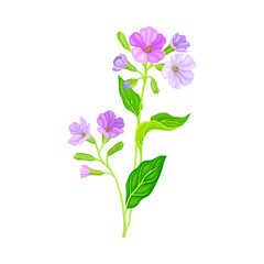 Lungwort or Pulmonaria Flowering Plant with Violet Inflorescences Vector Illustration
