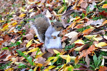 Autumn Squirrel in the italian park