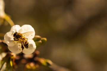bee on a cherry flower