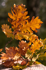 autumn yellow leaves