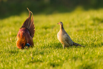 Rooster and Hen. Pair of Common Pheasant, Ring-necked Pheasant, Phasianus colchicus