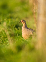 Hen of Common Pheasant, Ring-necked Pheasant, Phasianus colchicus