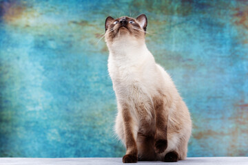 Portrait of a beautiful Thai cat on a blue background in grunge style