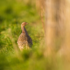 Hen of Common Pheasant, Ring-necked Pheasant, Phasianus colchicus