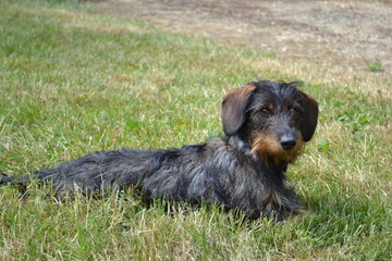 Teckel nain à poil dur, mignon petit chien