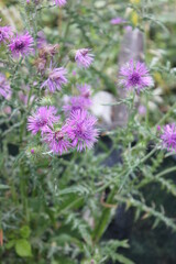 Fleurs de Sicile