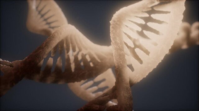 loop double helical structure of dna strand close-up animation
