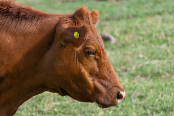 Fototapeta premium Cattle in the fields of Argentina