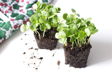 Seedling green Wild Asian herb called Perilla frutescens on a white background. It is used in Chinese medicine.
