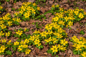 Close-up of a yellow blooming winter aconite in the park of Wiesbaden / Germany
