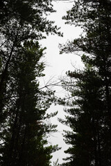 Silhouette tree branches in Pine Forest Plantation
