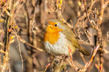 European Robin Perched in a Hedge