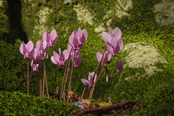 Ciclamino primaverile (Cyclamen repandum),fioritura nel sottobosco