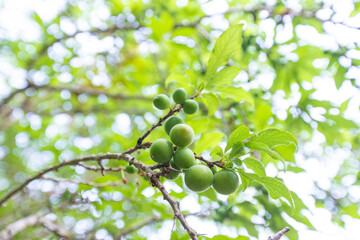 Young green plum fruits on a tree branch, Ripe plums on a tree branch in the orchard. View of fresh organic fruits with green leaves on plum tree branch in the fruit garden.