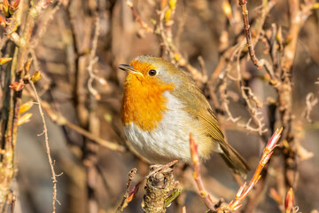 European Robin Perched in a Hedge