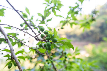 Young green plum fruits on a tree branch, Ripe plums on a tree branch in the orchard. View of fresh organic fruits with green leaves on plum tree branch in the fruit garden.