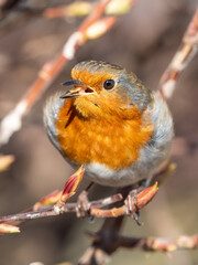 European Robin Perched in a Hedge