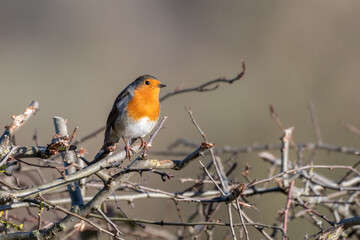European Robin Perched in a Hedge