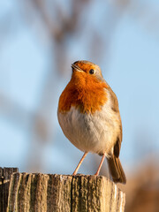 European Robin Perched on Top of a Fence Post