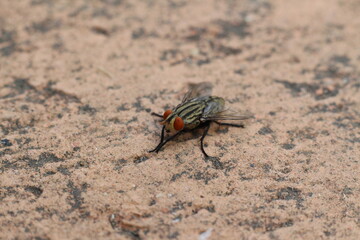 Close up fly on brick floor 
