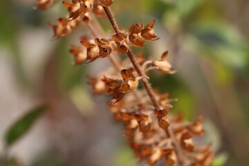 dry seeds pocket of sweet basil close up