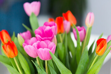 Fototapeta premium Pink and red tulips in transparent glass vase