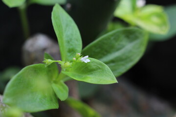 close up of tiny white flower and its green leaves