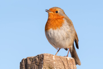 European Robin Perched on Top of a Fence Post
